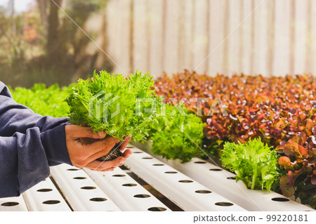 Asian farmer hand holding green oak lettuce in organic greenhouse. Asian farmer hand holding green oak lettuce in organic greenhouse. 99220181
