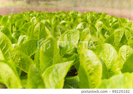Hydroponic farms fresh green cos lettuce growing in the garden. 99220182
