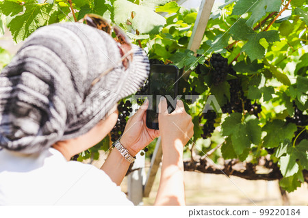 Tourist woman taking photo of grape with mobile phone in vineyard. Tourist woman taking photo of grape with mobile phone in vineyard. 99220184