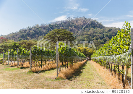Vineyard row in mountainous background with blue sky. Vineyard row in mountainous background with blue sky. 99220185