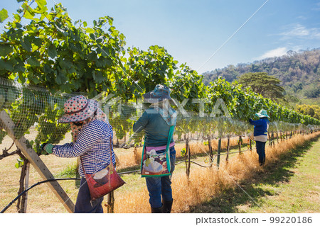 Unidentified worker netting grape wine with wire mesh in vineyard. Unidentified worker netting grape wine with wire mesh in vineyard. 99220186