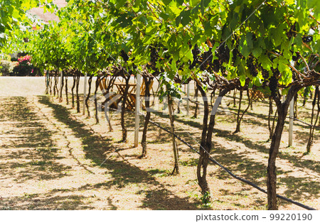 Grapevine with ripe bunches of grapes in vineyard. 99220190