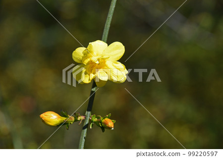 Great Plumeria (yellow plum pseudo) 99220597