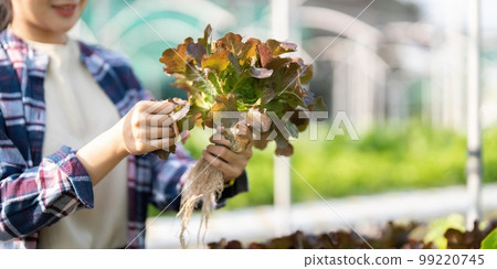 Asian female farmer record data in his farm, trying to collect and inspect the vegetables 99220745
