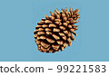 Pine cones with light blue background 99221583