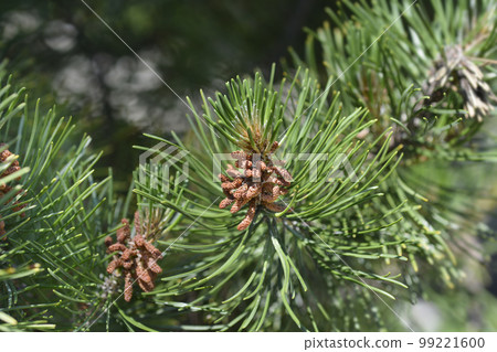 Dwarf mountain pine 99221600