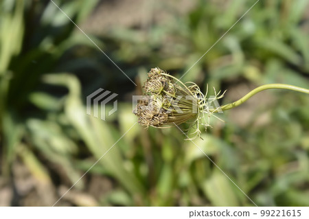 Toothpick bullwort Blutenball 99221615