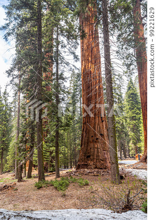 Giant Sequoia trees in Yosemite Park 99221629