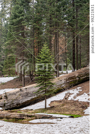Giant Sequoia trees in Yosemite Park Giant Sequoia trees in Yosemite Park 99221631
