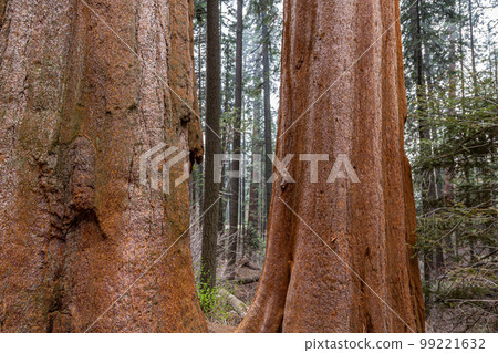 Giant Sequoia trees in Yosemite Park Giant Sequoia trees in Yosemite Park 99221632