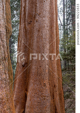 Giant Sequoia trees in Yosemite Park 99221633