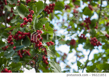 Red wild hawthorn berries on branches Red wild hawthorn berries on branches 99221851