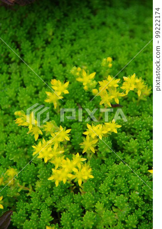 Morimura Mannungsa Morimura Mannungsa 99222174