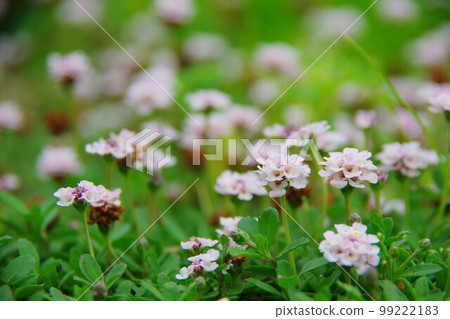 Himeiwadarezou Himeiwadarezou 99222183