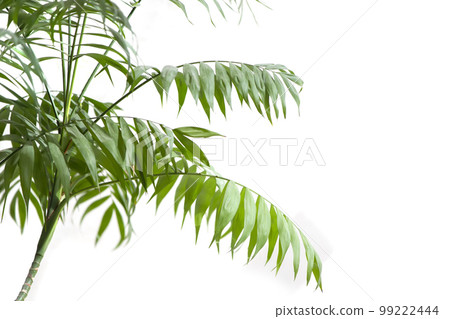 Green leaves of a tropical plant on a white background. 99222444