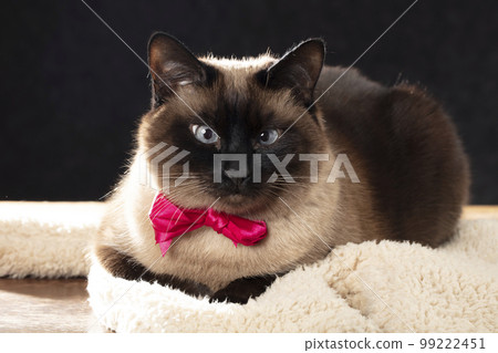 Elegant Siamese cat with a glamorous pink bow on a black background. Elegant Siamese cat with a glamorous pink bow on a black background. 99222451