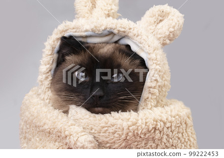 A funny Siamese cat in a fur hat looks into the camera with intelligent eyes. Portrait of a cat in clothes. A funny Siamese cat in a fur hat looks into the camera with intelligent eyes. Portrait of a cat in clothes. 99222453