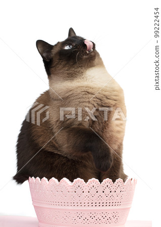 A beautiful playful Siamese cat in a pink basket stuck out his tongue. A beautiful playful Siamese cat in a pink basket stuck out his tongue. 99222454