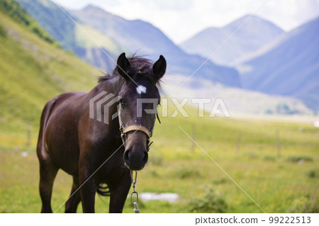 Horse on the background of the mountains. Horse on the background of the mountains. 99222513