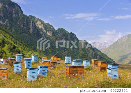Wooden beehives against the backdrop of mountains. Beehives in a colorful flower meadow in the mountains of Georgia.Beekeeping in mountainous areas. Wooden beehives against the backdrop of mountains. Beehives in a colorful flower meadow in the mountains of Georgia.Beekeeping in mountainous areas. 99222531