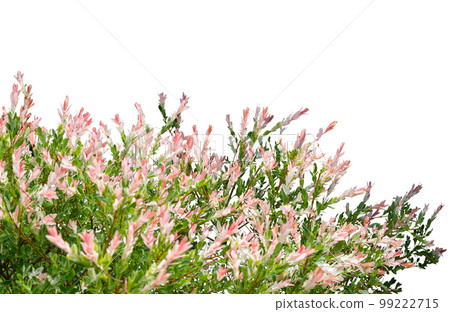 White flower bush isolated on white background White flower bush isolated on white background 99222715