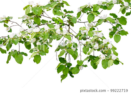 Branch with blossoms isolated on white background 99222719