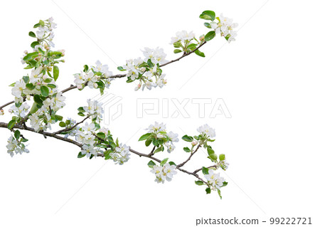 Branch with blossoms isolated on white background 99222721