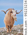 Portrait of wild goat on mountainside in daytime on blue background. 99223234