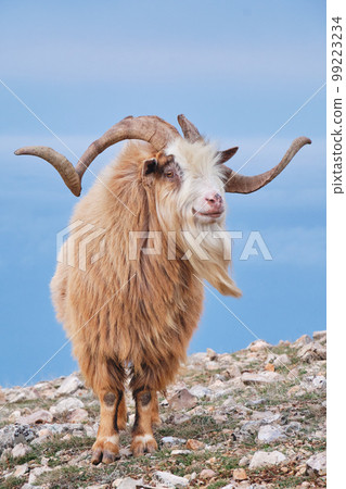 Portrait of wild goat on mountainside in daytime on blue background. 99223234