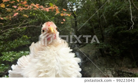 Local tour with Tori-san Local tour with Tori-san 99223843