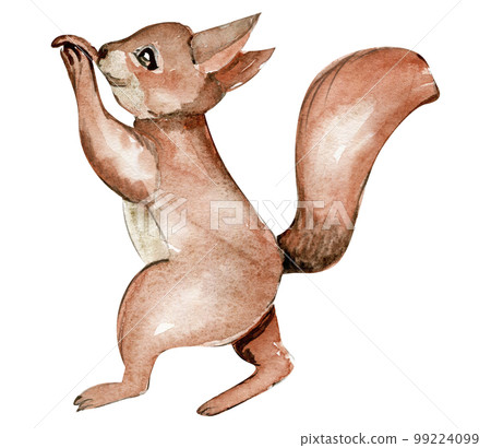 Hand drawn watercolor squirrel. Watercolor hand draw fairy tale illustration. Illustartion with white isolated background. Perfect for greeting card, poster. 99224099