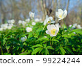 First spring white forest flowers: white snowdrops, oak anemone, spring, sunny day in forest, north karelian nature. 99224244