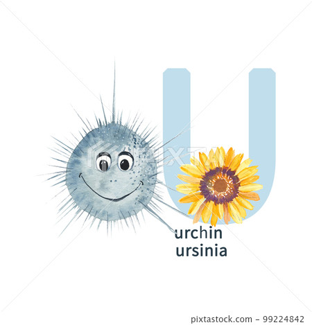 Letter U, urchin, ursinia. Cute kids animal and flower ABC alphabet. Watercolor illustration isolated on white background. Can be used for alphabet or cards for kids learning English vocabulary and 99224842