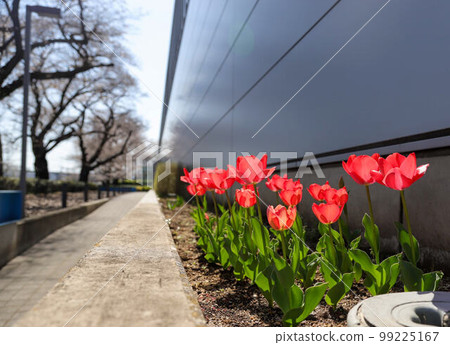 Red tulips transparent in the sunlight 99225167