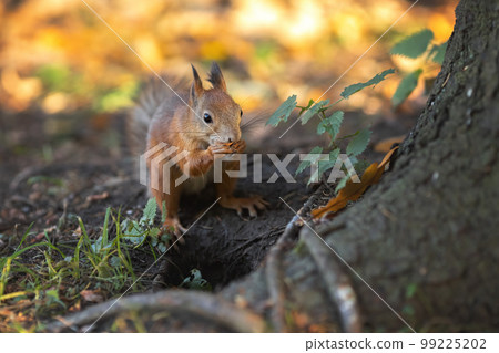 Little squirrel eating nuts in the roots of big tree 99225202