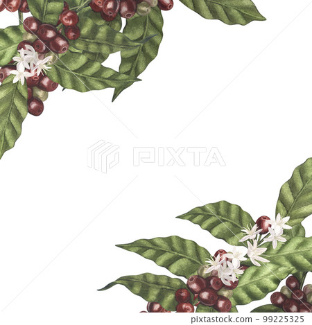 Watercolor frame red coffee arabica beans on branch with berries. Hand-drawn illustration isolated on white background. Perfect food menu, label, banner, flyer, brochure template. 99225325