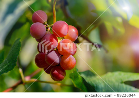 Ripe grapes. Bunch of grapes on vine 99226044