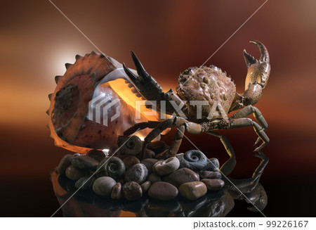 Still life of sea stones, shells and crab, on a beautiful background Still life of sea stones, shells and crab, on a beautiful background 99226167