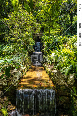 Beautiful view of the flora in the Botanical Garden, Jardim Botanico of Rio de Janeiro, Brazil Beautiful view of the flora in the Botanical Garden, Jardim Botanico of Rio de Janeiro, Brazil 99226425