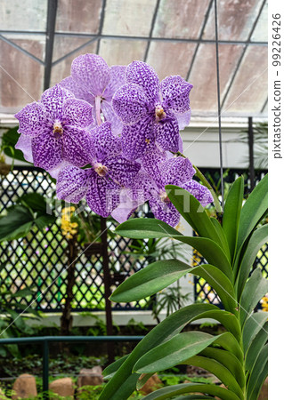 Beautiful view of the flora in the Botanical Garden, Jardim Botanico of Rio de Janeiro, Brazil 99226426