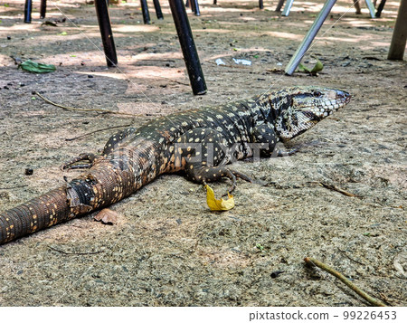 Argentine black and white tegu, Salvator merianae at the Bird Park Parque Das Aves in Foz do Iguacu, Brazil. Argentine black and white tegu, Salvator merianae at the Bird Park Parque Das Aves in Foz do Iguacu, Brazil. 99226453