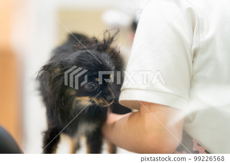 [Pet material] Chihuahua to be trimmed [Animal material] 99226568