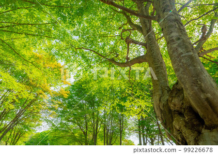 [Fresh green material] Beech forest in early summer [Nagano Prefecture] 99226678