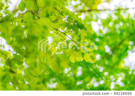 [新鮮的綠色材料]初夏的山毛櫸林[長野縣] 99226698