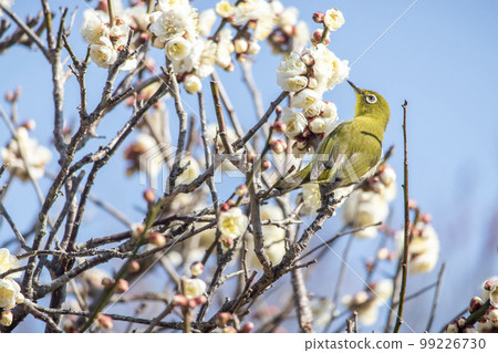 梅花和白眼 99226730
