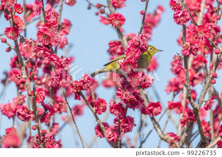 梅花和白眼 梅花和白眼 99226735