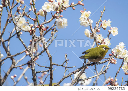 梅花和白眼 99226783