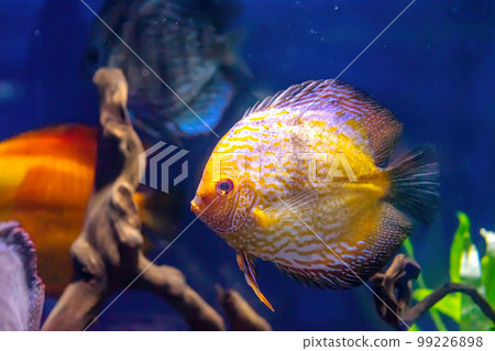 Yellow tropical fish Symphysodon discus in the aquarium, oceanarium pool Yellow tropical fish Symphysodon discus in the aquarium, oceanarium pool 99226898
