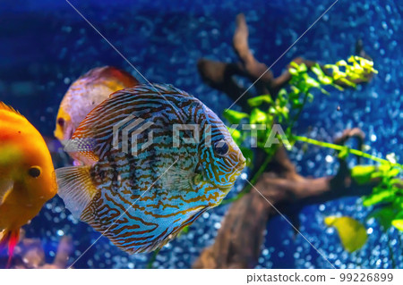 Blue tropical fish Symphysodon discus in the aquarium, oceanarium pool Blue tropical fish Symphysodon discus in the aquarium, oceanarium pool 99226899