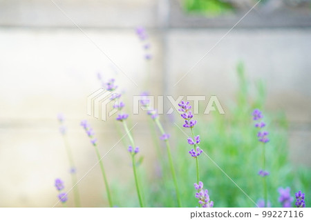 Lavender flowers blooming in the garden 99227116